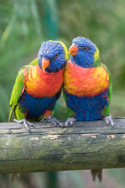 Regenbogenlorikeet Schöne Papageien — Stockfoto