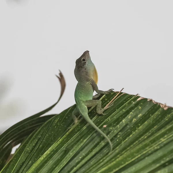グリーンアノールイグアナ グアドループ の木に男性のトカゲ — ストック写真