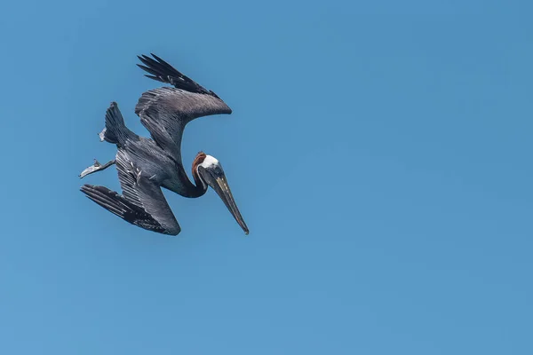 Pájaro Pelícano Negro Volador Cielo Azul Claro Del Día —  Fotos de Stock