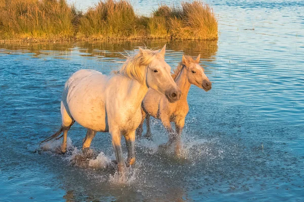 Hermosos Caballos Blancos Potros Caminando Agua Luz Noche —  Fotos de Stock