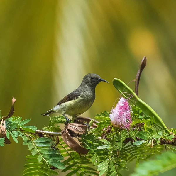 Newton\'s sunbird, beautiful bird in Sao Tome and Principe, eating the nectar of an hibiscus flower