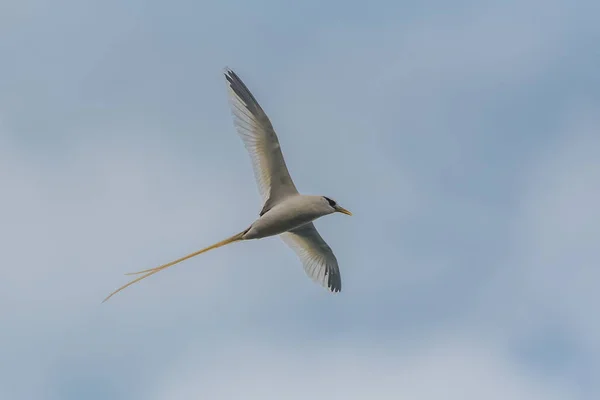 White Tailed Keerkringvogels Phaethon Lepturus Mooie Vogel Met Het Vliegen — Stockfoto