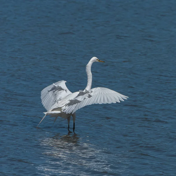Silberreiher Ardea Alba Weißer Vogel Steht Wasser — Stockfoto