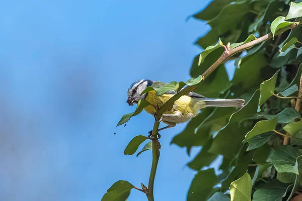 Tit Pássaro Bonito Empoleirado Tronco Árvore Fazendo Seu Ninho — Fotografia de Stock