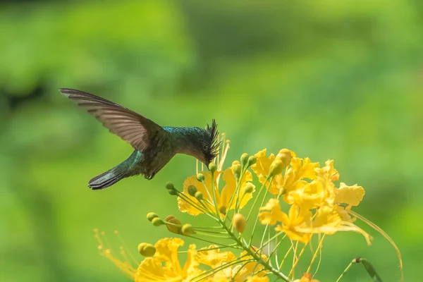 Antil Chocholatý Hummingbird Kolibřík Zápasení Květ Květiny — Stock fotografie