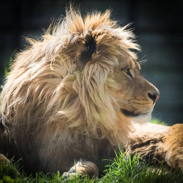 Μεγάλο Λιοντάρι Κεφάλι Αχτένιστα Χαίτη — Φωτογραφία Αρχείου