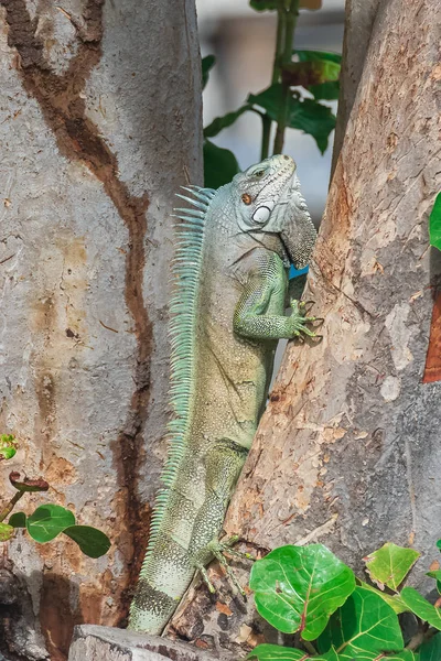 Iguana Árvore Predador Lagarto — Fotografia de Stock