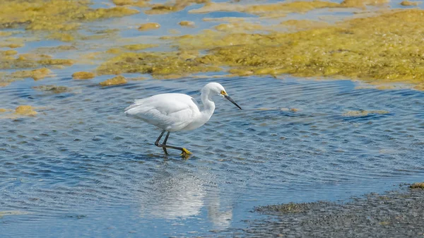 Silberreiher Angeln See Schöner Weißer Vogel — Stockfoto