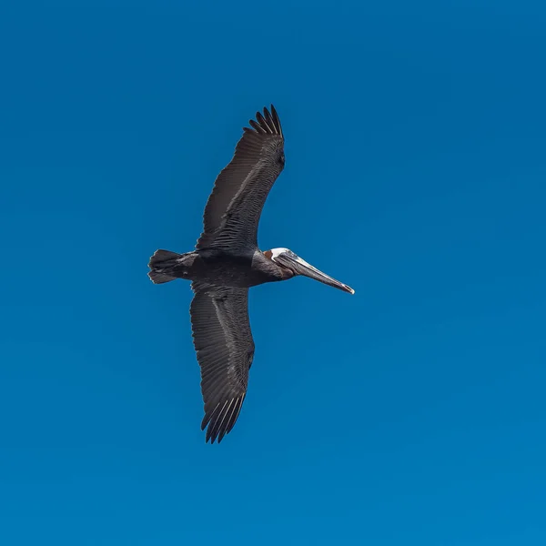 Uccello Pellicano Volante Cielo Limpido Giorno Blu — Foto Stock