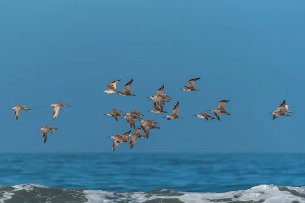 长嘴卷曲 美国努梅尼乌斯 鸟类飞行 — 图库照片