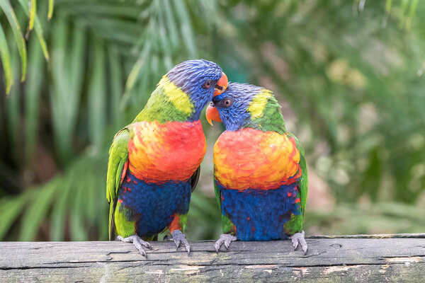     Rainbow lorikeet, beautiful parrots  