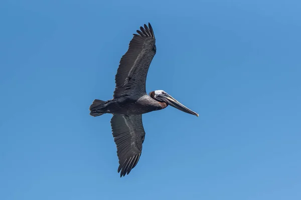 Oiseau Pélican Noir Volant Dans Ciel Bleu Clair — Photo
