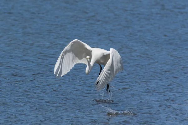 Silberreiher Ardea Alba Weißer Vogel Landet Auf Blauer Meeresoberfläche — Stockfoto