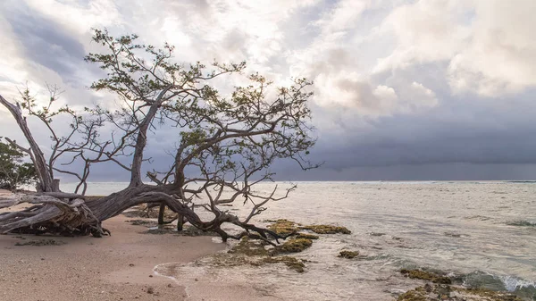 Marie Galante Гваделупе Красивая Панорама Пляжа Закате — стоковое фото