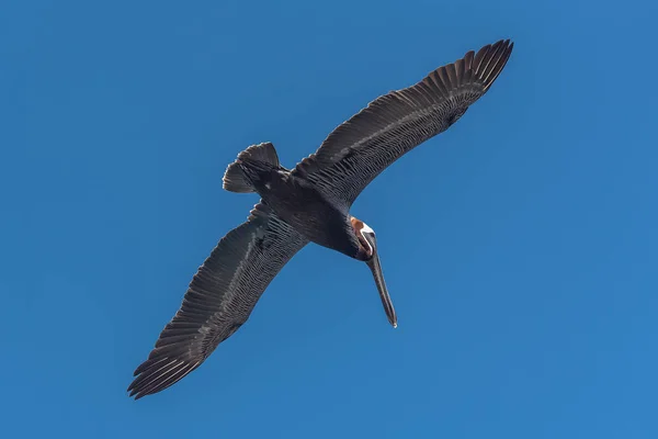 Pellicano Bruno Uccello Che Vola Picchiata Verso Mare Pescare — Foto Stock