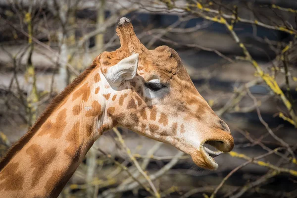 Zürafa Yeme Komik Kafa — Stok fotoğraf