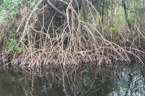 Mangrove Swamp Mud Guadeloupe Wild Nature Mangrove Trees — Stock Photo, Image