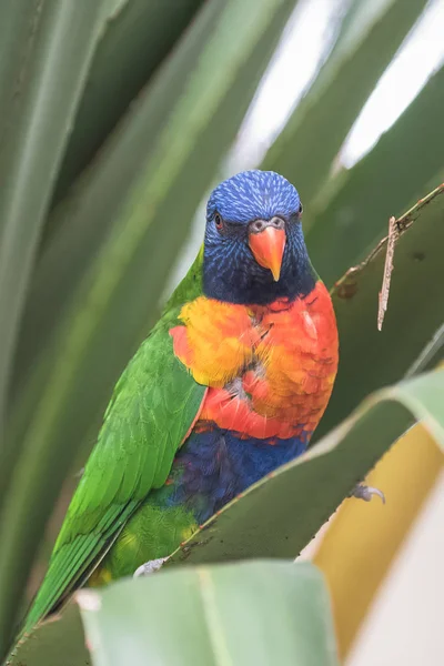 Regenbogenlorikeet Schöne Papageien — Stockfoto