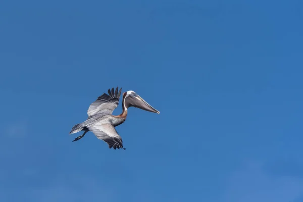 Fliegender Pelikanvogel Strahlend Blauen Tageshimmel — Stockfoto