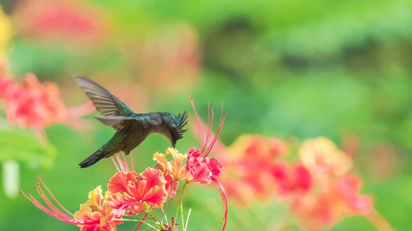 Colibrí Con Cresta Antillana Hermoso Pájaro Comiendo Néctar Una Flor —  Fotos de Stock