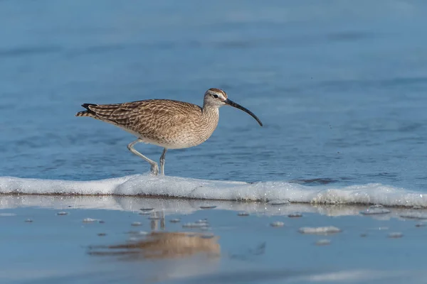 Lange Billed Wulp Numenius Americanus Vogel Wandelen Aan Kust — Stockfoto