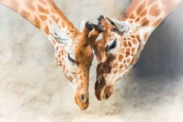 Zürafalar Anne Bebek Zürafa Aşk — Stok fotoğraf
