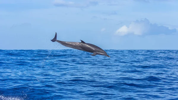Pan Tropické Skvrnitý Delfín Delfín Skákání Modrém Moři — Stock fotografie