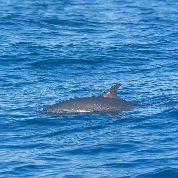 汎熱帯イルカ 青い海で泳ぐイルカを発見 — ストック写真