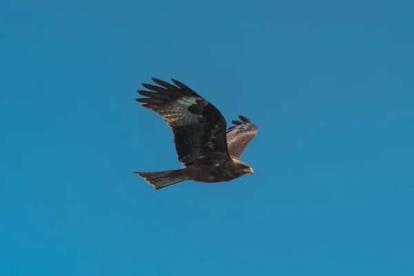 Sárgacsőrű Kite Milvus Aegyptius Afrikai Ragadozó Madár — Stock Fotó