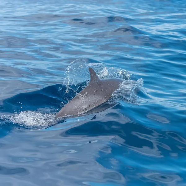 Delfín Manchado Tropical Delfín Saltando Mar Azul — Foto de Stock