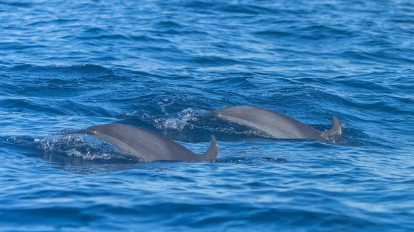 汎熱帯イルカ 青い海で泳ぐイルカを発見 — ストック写真
