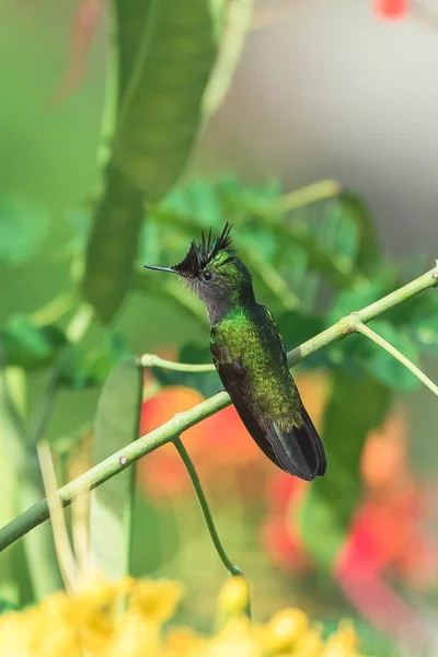 Antilhas Crested Hummingbird Belo Pássaro Comendo Néctar Uma Flor Exótica — Fotografia de Stock