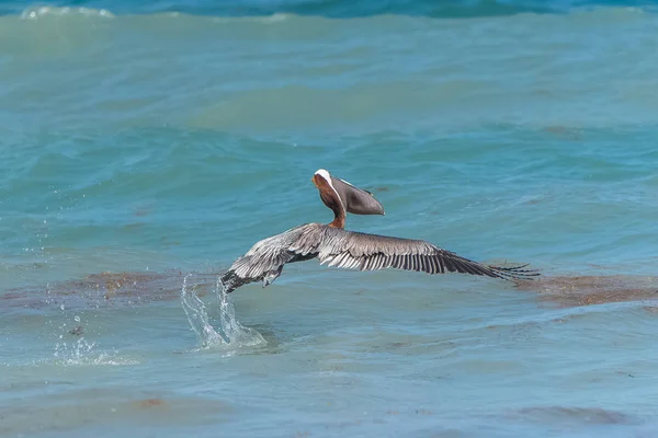 海の水からのペリカン鳥の飛行 — ストック写真