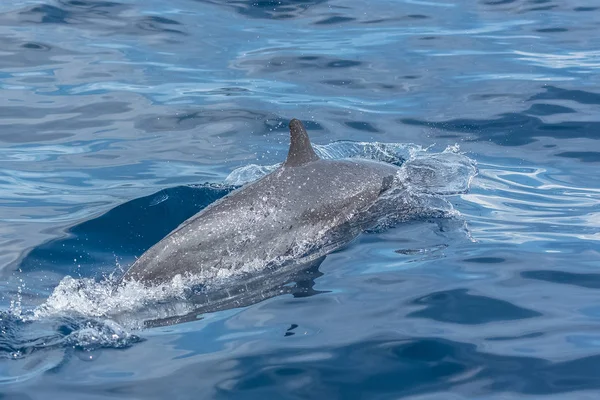 Delfino Maculato Pantropicale Delfino Che Salta Nel Mare Blu — Foto Stock