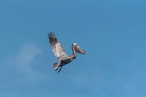 Fliegender Pelikanvogel Strahlend Blauen Tageshimmel — Stockfoto