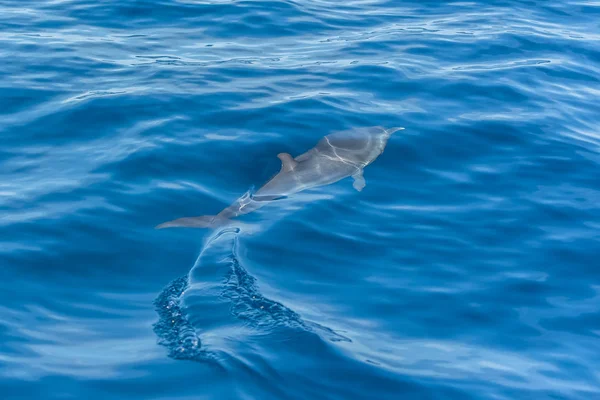 Pan Tropische Gevlekte Dolfijn Dolfijnen Zwemmen Blauwe Zee — Stockfoto