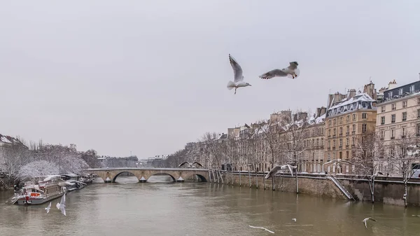 Париж Панорама Сени Взимку Пон Марі Чайки Літати — стокове фото