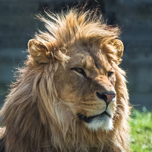 Big lion, head, uncombed mane