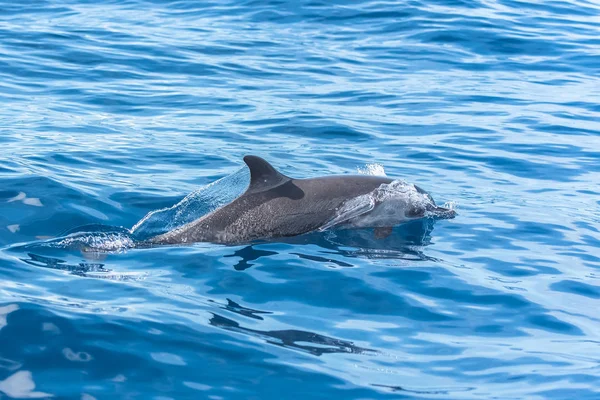 Pan Tropische Gevlekte Dolfijn Dolfijnen Springen Blauwe Zee — Stockfoto