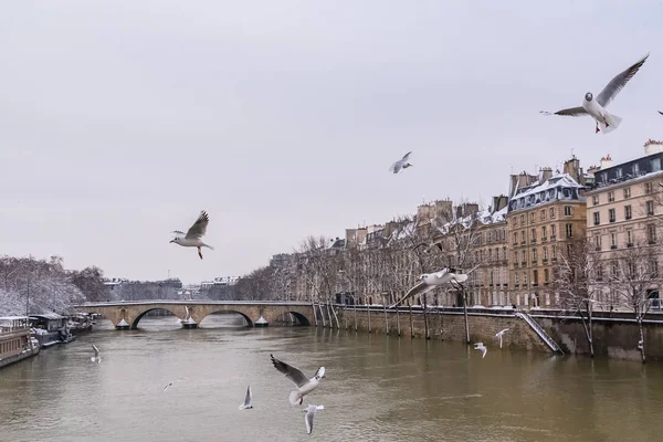 Parigi Panorama Della Senna Inverno Pont Marie Con Gabbiani Che — Foto Stock