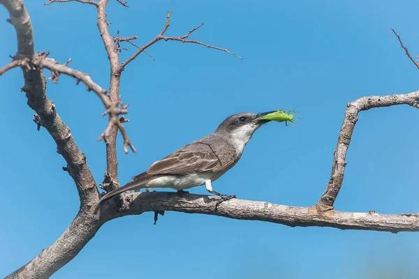 Grey Kingbird, bird eating a grasshopper on a branch, in Guadeloupe