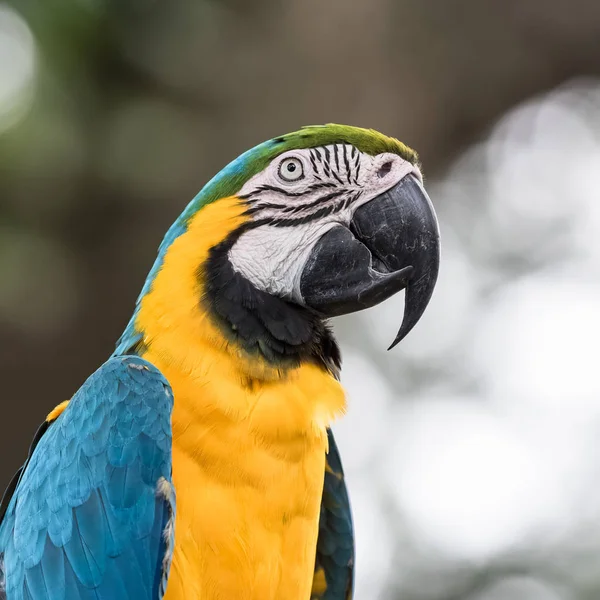 Blau Gelber Ara Schöner Papagei Der Auf Einem Ast Thront — Stockfoto