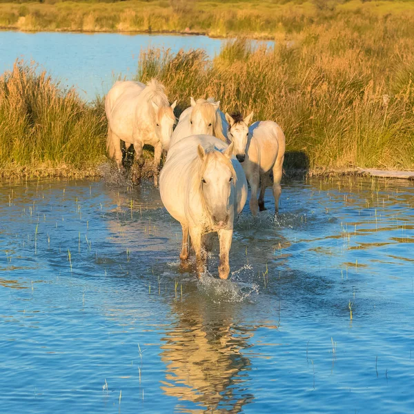 Hermosos Caballos Blancos Potros Caminando Agua Luz Noche —  Fotos de Stock