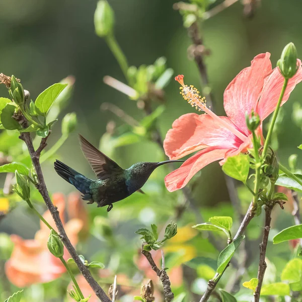 Hummingbird Sparring Flor Flor — Fotografia de Stock