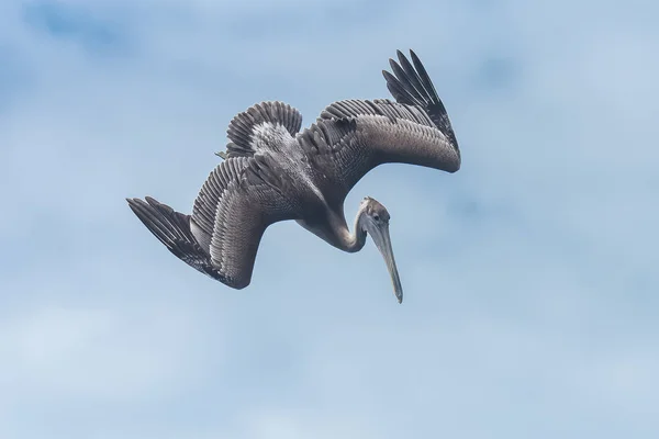 Oiseau Pélican Volant Dans Ciel — Photo