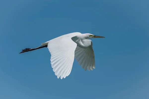 Χανούμισσα Ardea Alba Λευκό Πουλί Που Πετούν Στον Γαλάζιο Ουρανό — Φωτογραφία Αρχείου