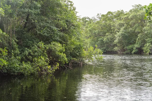 Mangrove Swamp Mud Guadeloupe Wild Nature Mangrove Trees — Stock Photo, Image