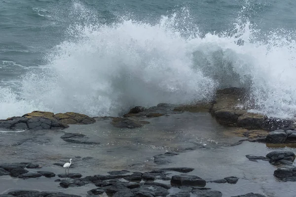 Kleine Zilverreiger Vliegen Achter Grote Golven Sao Tome Hellmouth Boca — Stockfoto