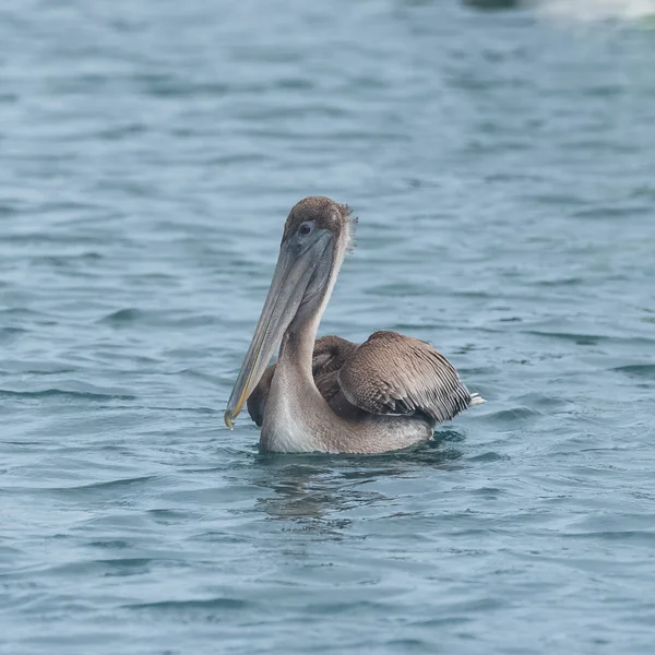 青い海の水の つのペリカン鳥 — ストック写真