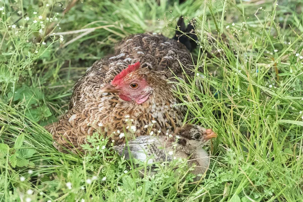 Hen and chick, mother and baby lying on the grass